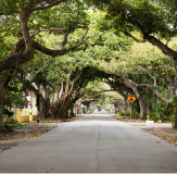 Image of a tree-lined road
