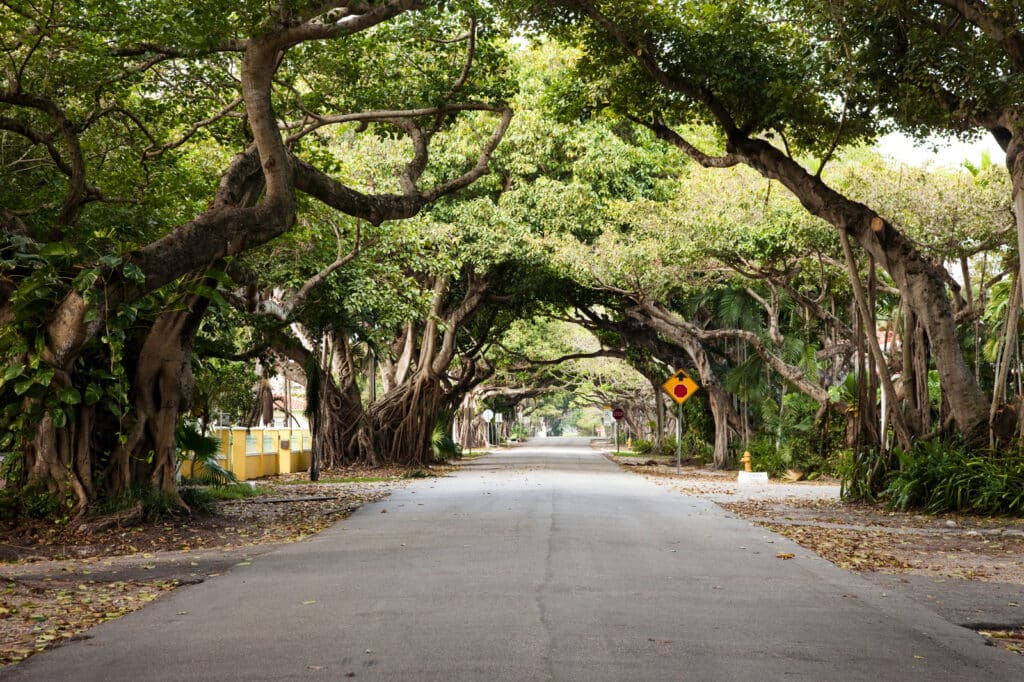 Coral Gables road with trees growing